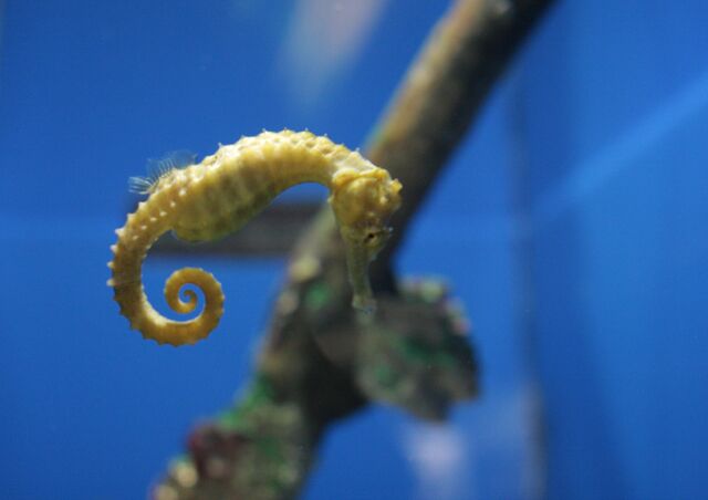 File:Lined Seahorse.jpg
