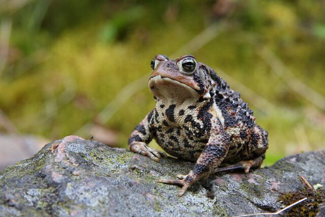 File:American Toad.jpg
