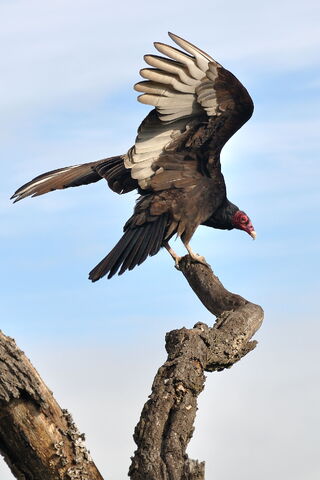 File:Turkey Vulture.jpg