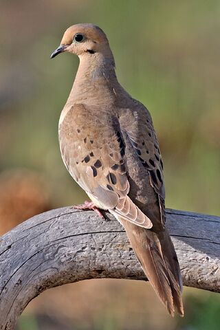 File:Mourning Dove.jpg