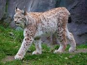 Eurasian Lynx