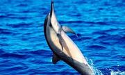Spinner Dolphin