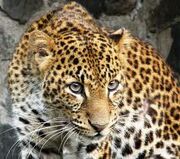 Javan Leopard