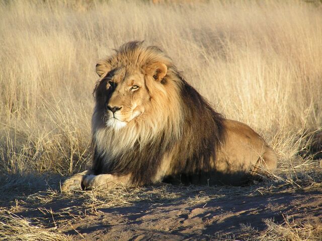 File:Lion.jpg