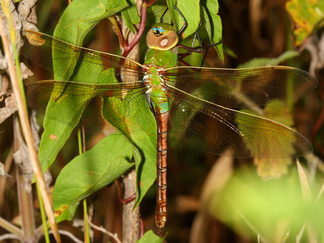 File:Green Darner.jpg