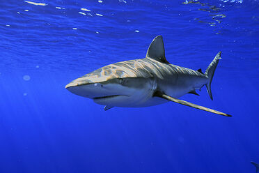 Galapagos Shark