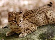 Geoffroy's Cat