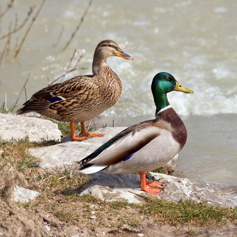 File:Mallard duck.jpg