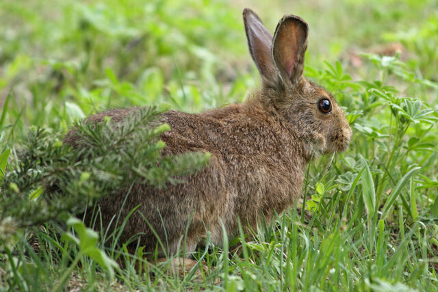 File:Summer Snowshoe Hare.jpg