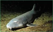 Blind Shark