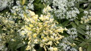 Elfenbeinginster (Cytisus × praecox) .jpg
