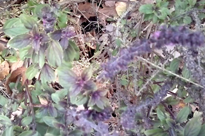 Vlcsnap-2013-11-09-11h15m27s91