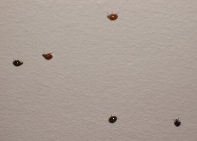 Marienkaefer-Invasion.jpg