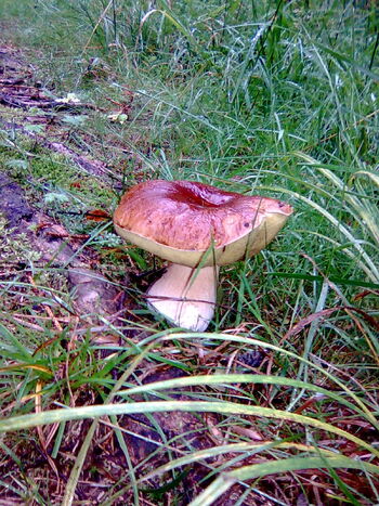 Steinpilz