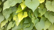 Mondblüte (Ipomoea alba L.).jpg