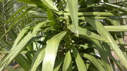 Riesen-Palmlilie (Yucca elephantipes) .jpg