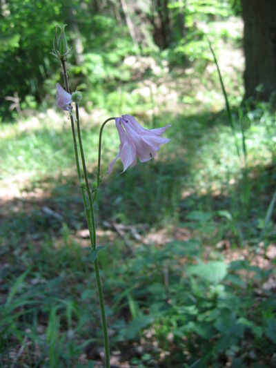 Pfirsichblättrige Glockenblume.jpg