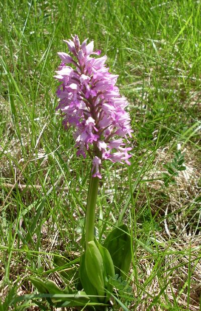 Helmknabenkraut 27. Mai 2010.jpg