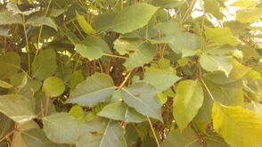 160820131641.jpg