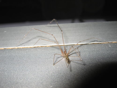 Gr.Zitterspinne2.jpg