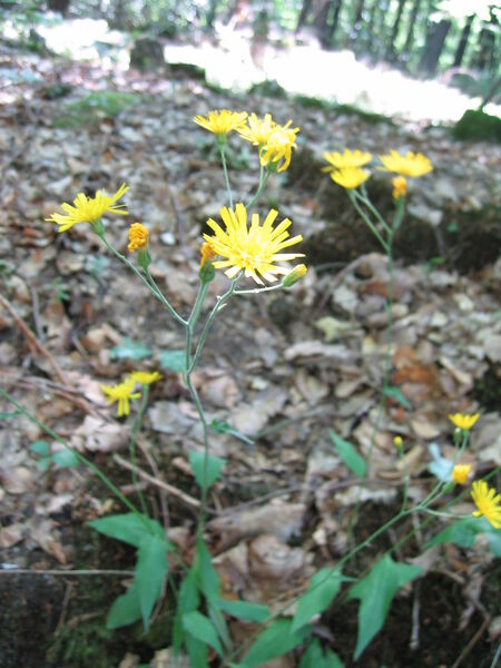 Wald-Habichtskraut.jpg