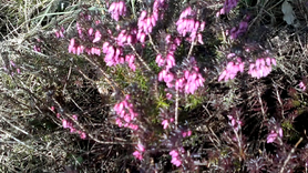 Vlcsnap-2014-03-03-15h01m18s63.png