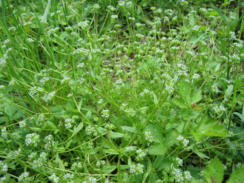 Gewöhnlicher Feldsalat.jpg