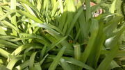 Afrikanische Schmucklilie (Agapanthus africanus).jpg