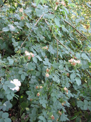Feld-Rose.jpg