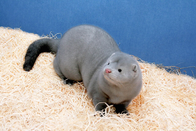 File:Soft boy.jpg