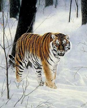 Siberian tiger cf1