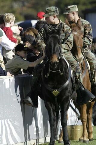 File:Army Mules.jpg