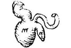 Top10 vestigial appendix