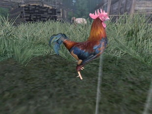 Rooster01