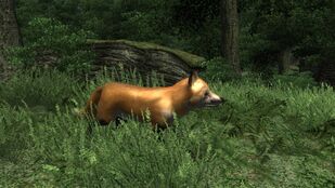 Rabid Fox 02