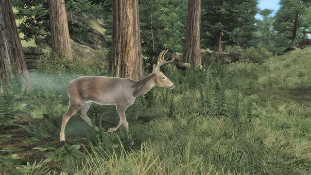 File:Diseased Deer.jpg