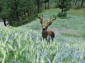 Deer01