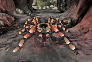 Southernspider.pg