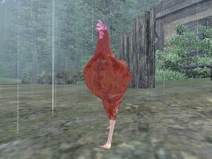 Chicken01