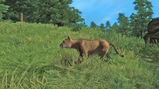 File:Mountain Lion.jpg