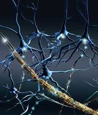 778 neurony.jpg