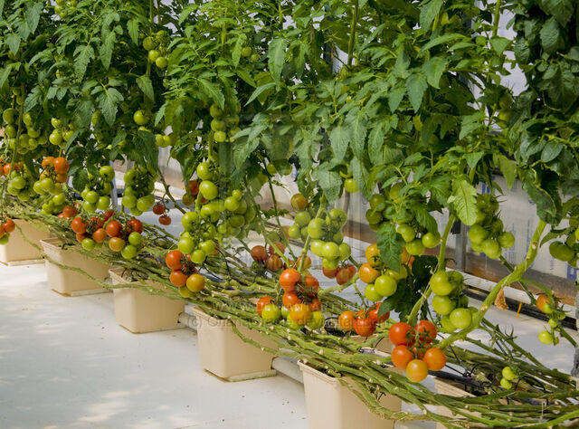 Plik:Hydroponic 2.jpg
