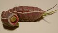 Miniatura wersji z 11:14, lip 15, 2011