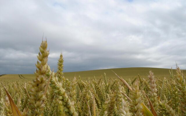 Plik:Cropscroppedcol large.jpg