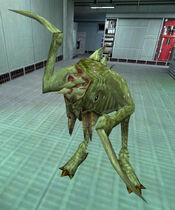 Pit Drone AYool
