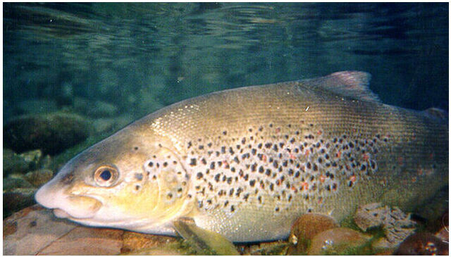File:Mekousna.jpg