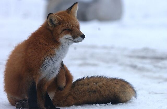 File:Fox.jpg