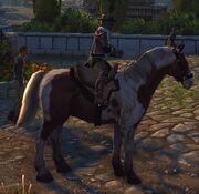 Waterdeep Horse