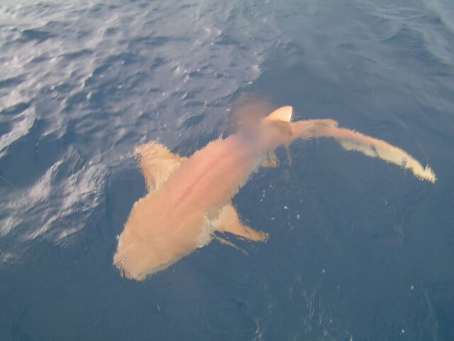 File:Shark-species.jpg