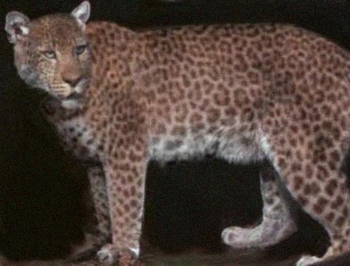 File:Pumapard2.jpg